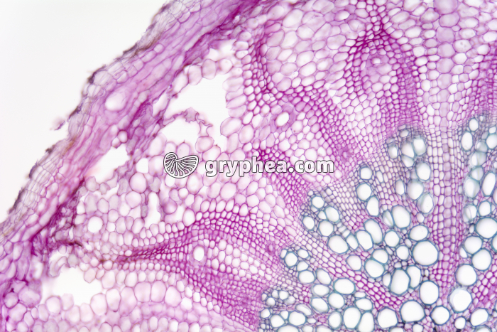 Racine d'Angélique (dicotylédone) - détail CT x25 - gryphea.com